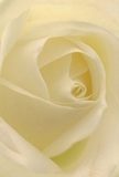 This close, intimate view draws you straight into the heart of a New Barnet rose, its cream and ivory petals arranged with such artistry that you instinctively sense the care behind each curve. The spiral of the bloom is both mesmerizing and tranquil, inviting a feeling of being gently cradled within a cocoon of softness. Each petal, thin as parchment yet richly textured, glows under diffused daylight-reminiscent of sunlight streaming into a family home by New Barnet Recreation Ground. As shadows linger between the folds, there's a feeling of quiet mystery and timelessness, evoking peace and reflection. The fragrance, subtle and delicate, seems to hover-like a whispered promise of comfort and hope-making it a perfect choice for conveying sympathy, admiration, or marking fresh beginnings. This rose, perfectly balanced between fragility and strength, becomes more than just a flower; it becomes an emblem of reverence, its form and finish speaking to the expertise of New Barnet's local florists. With every petal, the image reveals the emotion and artistry poured into each meaningful bouquet, complementing life's poignant occasions across the area with grace and heartfelt sincerity.